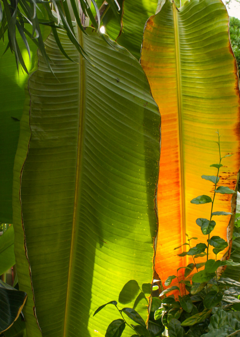 Im Botanischen Garten Bochum