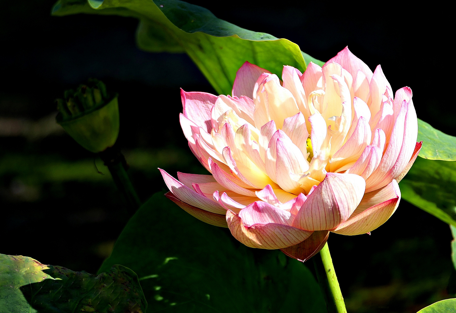 Im Botanischen Garten Bochum . . .