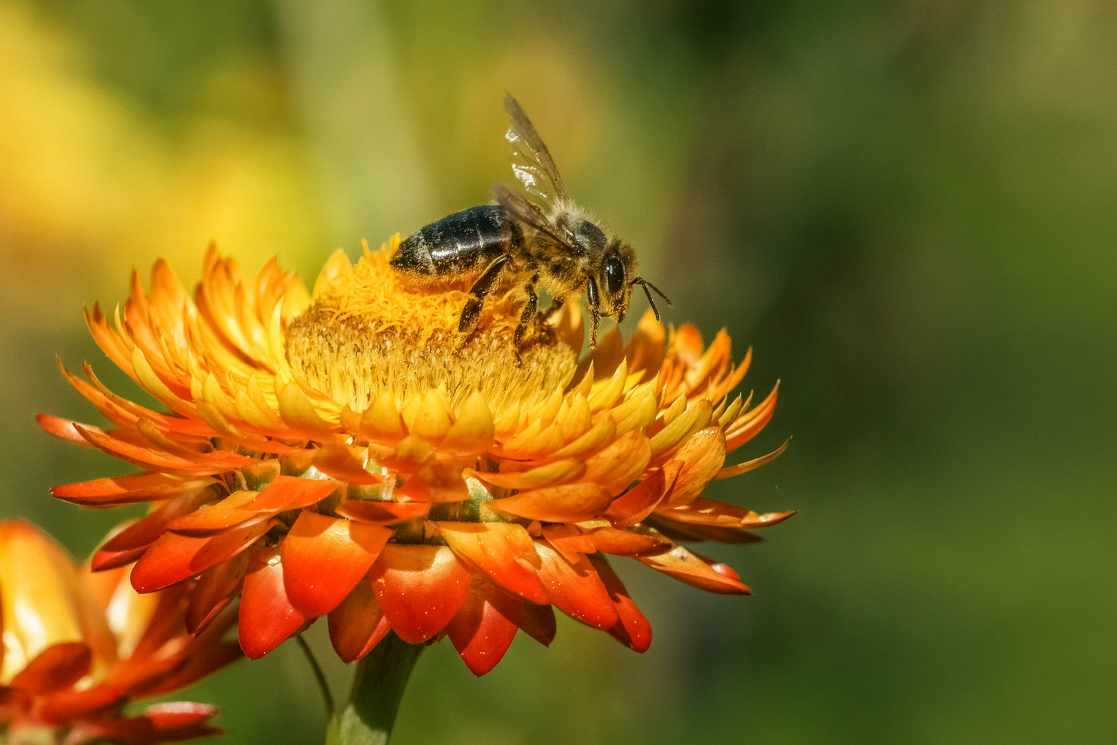 Im Botanischen Garten Bonn