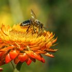 Im Botanischen Garten Bonn