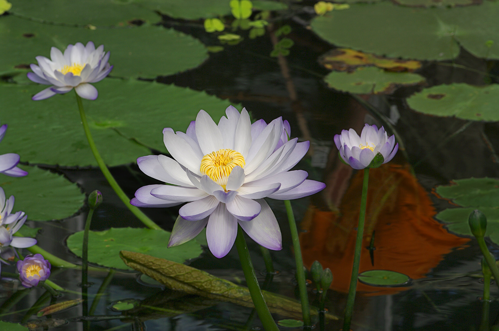 Im Botanischen Garten Bonn II