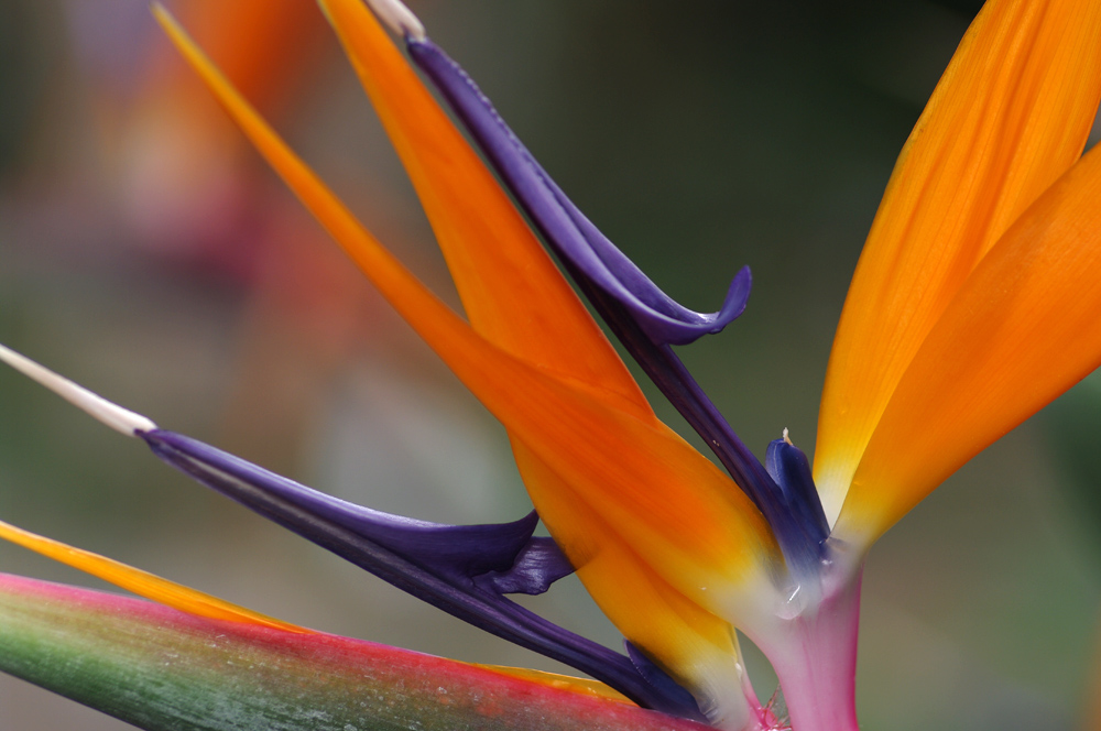 Im Botanischen Garten Bonn V