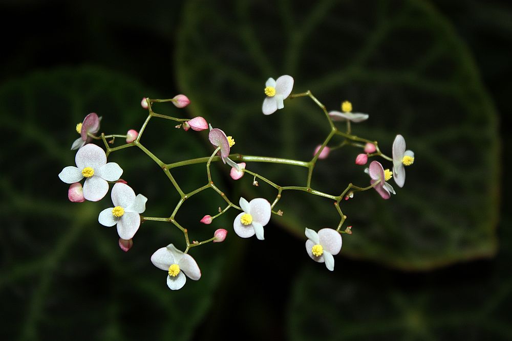 ... im Botanischen Garten