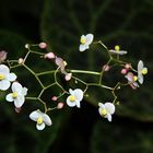 ... im Botanischen Garten