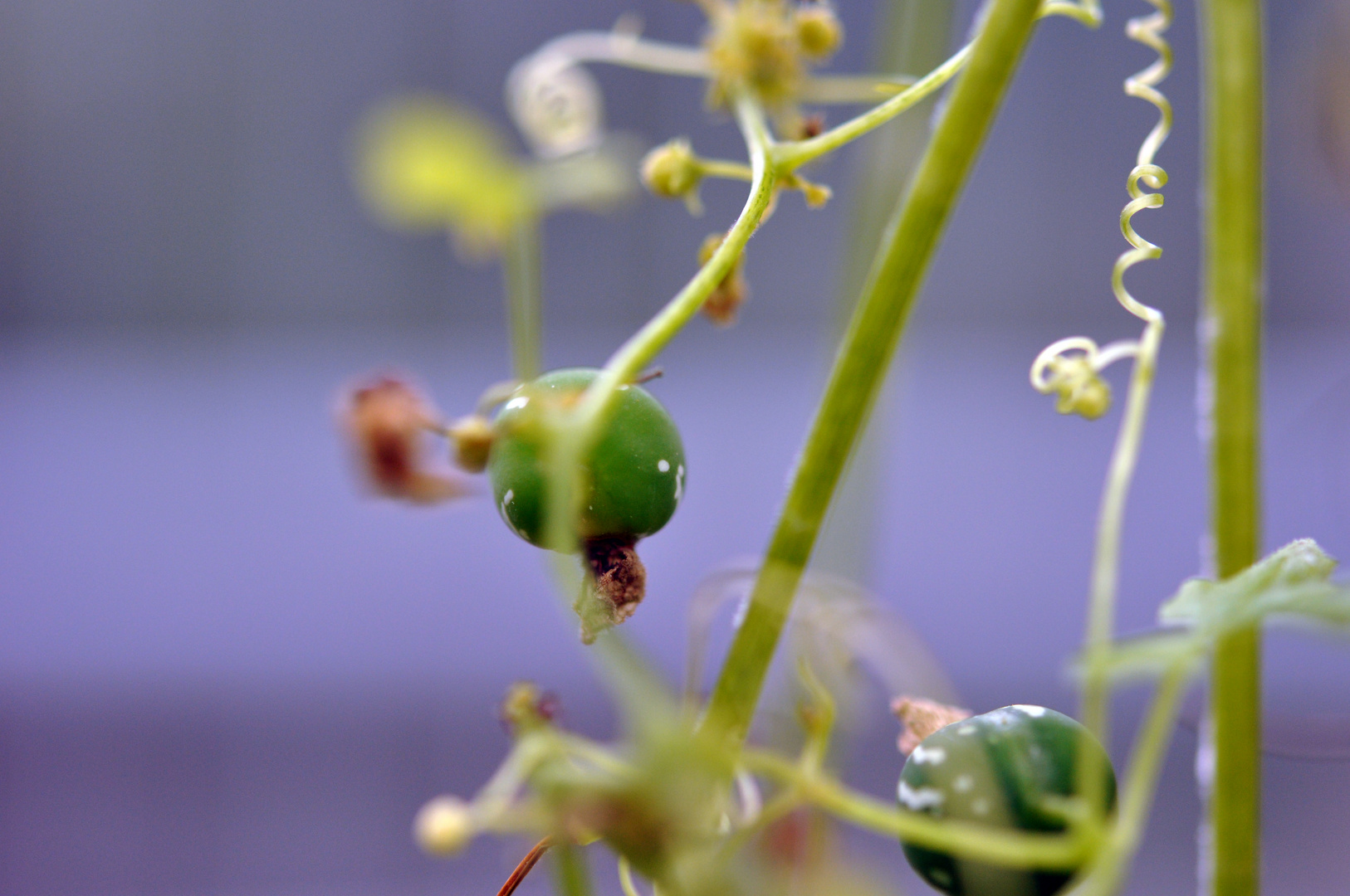 Im botanischen Garten