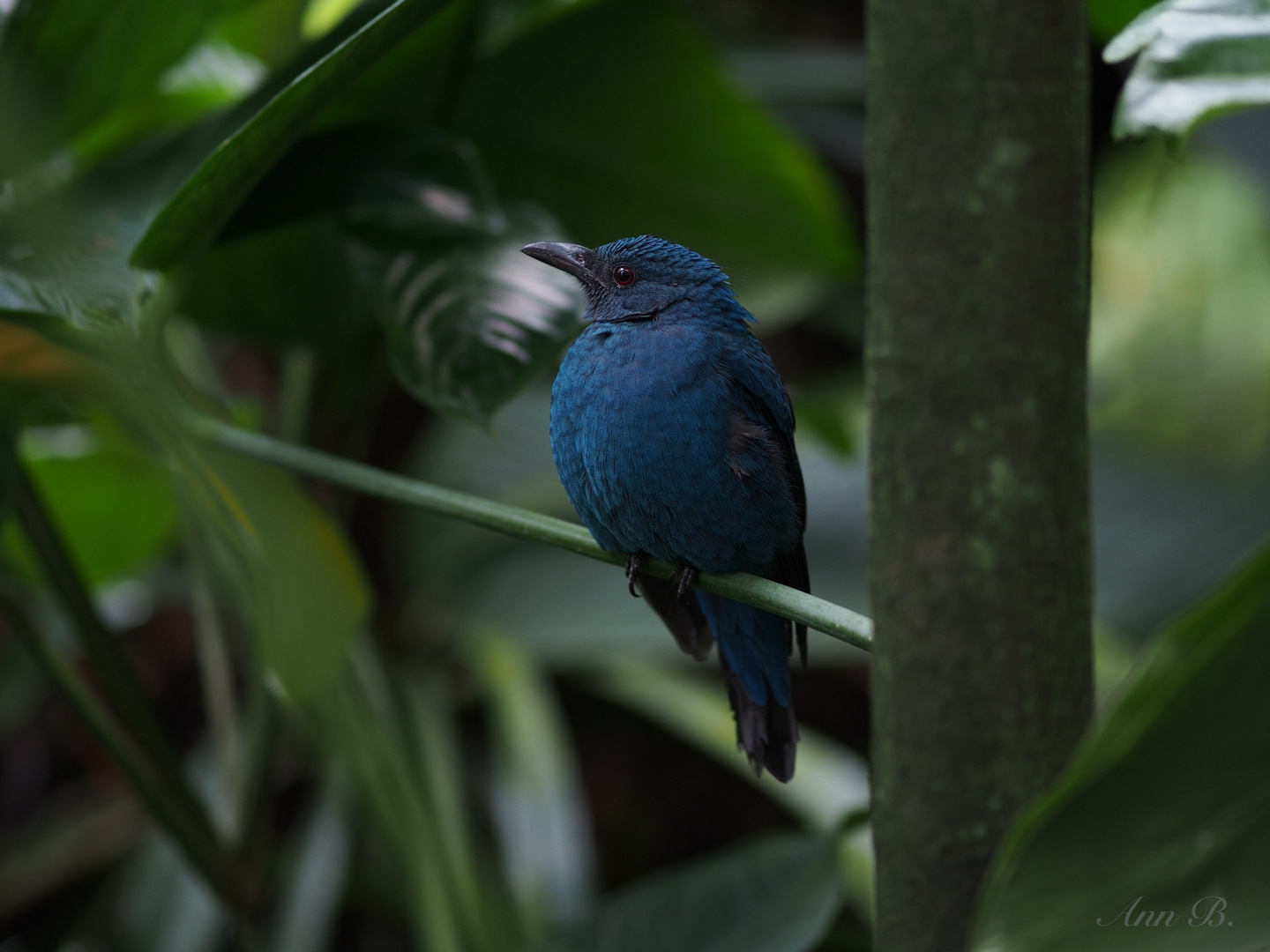 Im Botanischen Garten