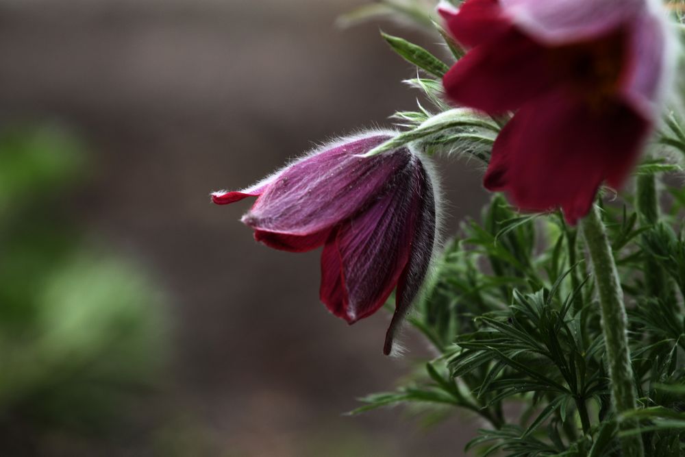 Im Botanischen Garten Christiansberg im April von MarenBeyer 