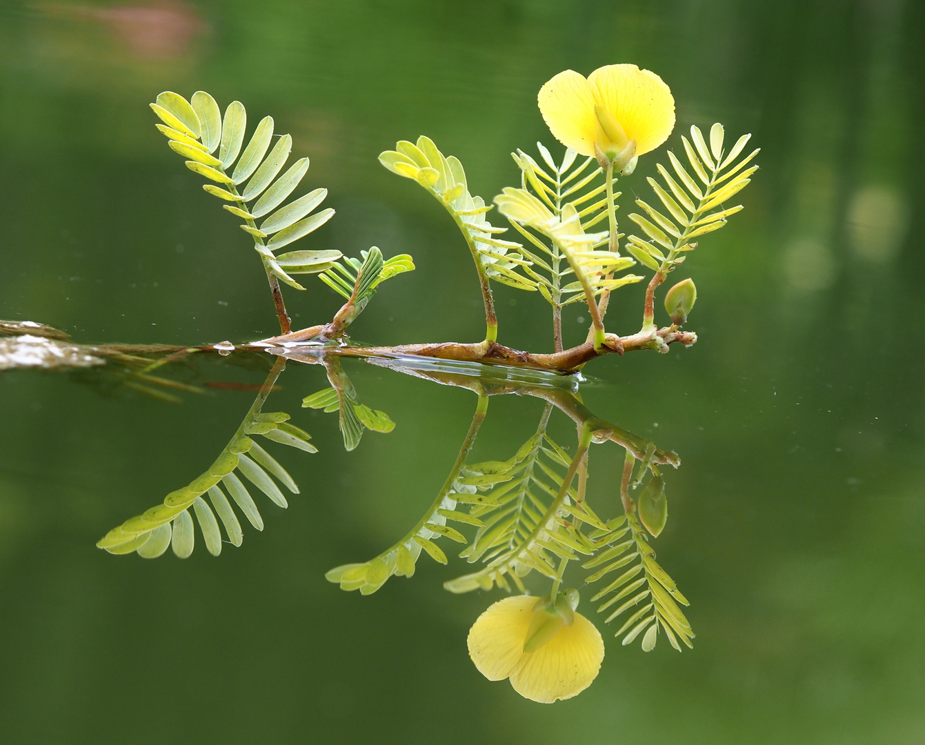 Im Botanischen Garten.