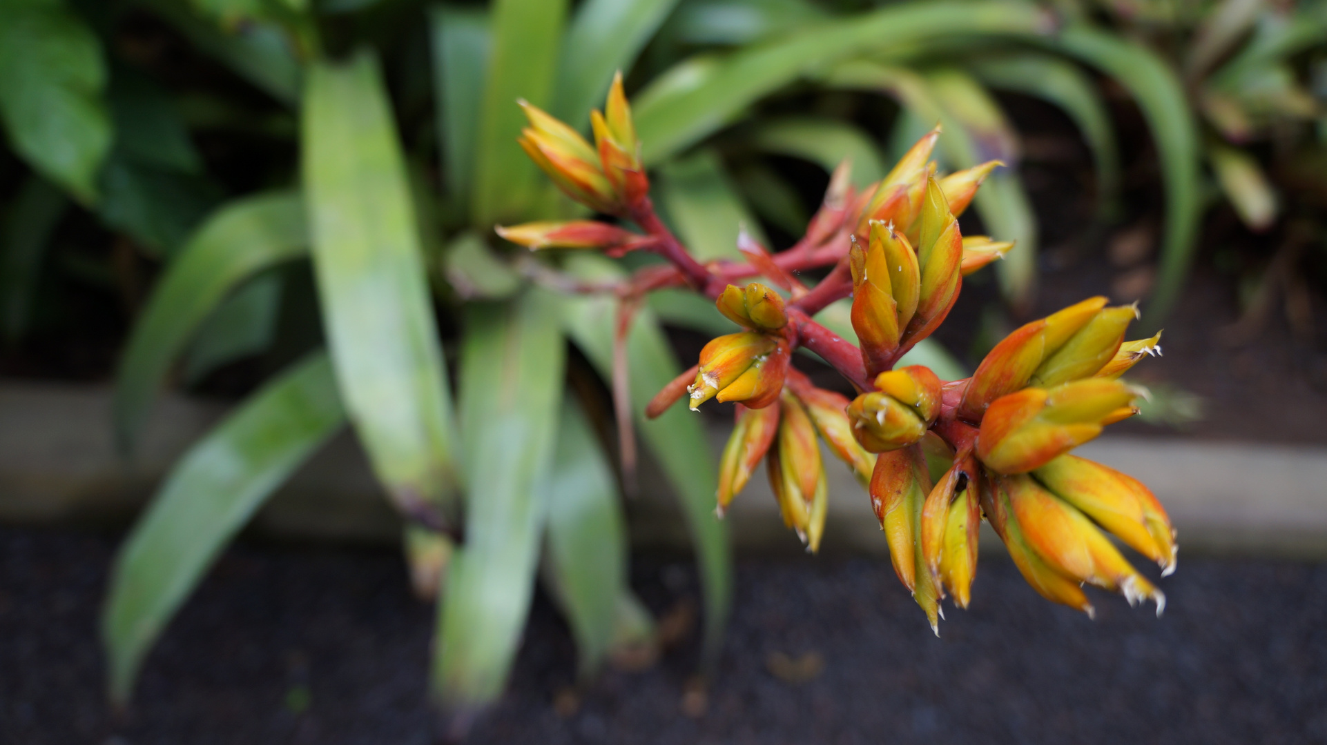 Im Botanischen Garten 