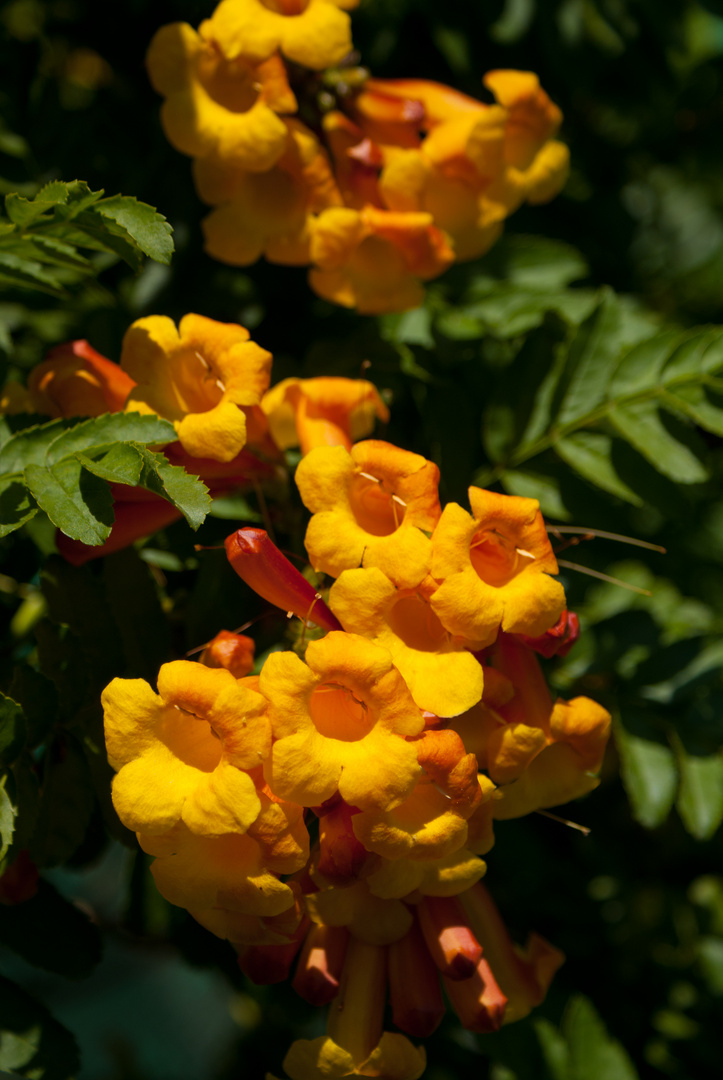 Im Botanischen Garten