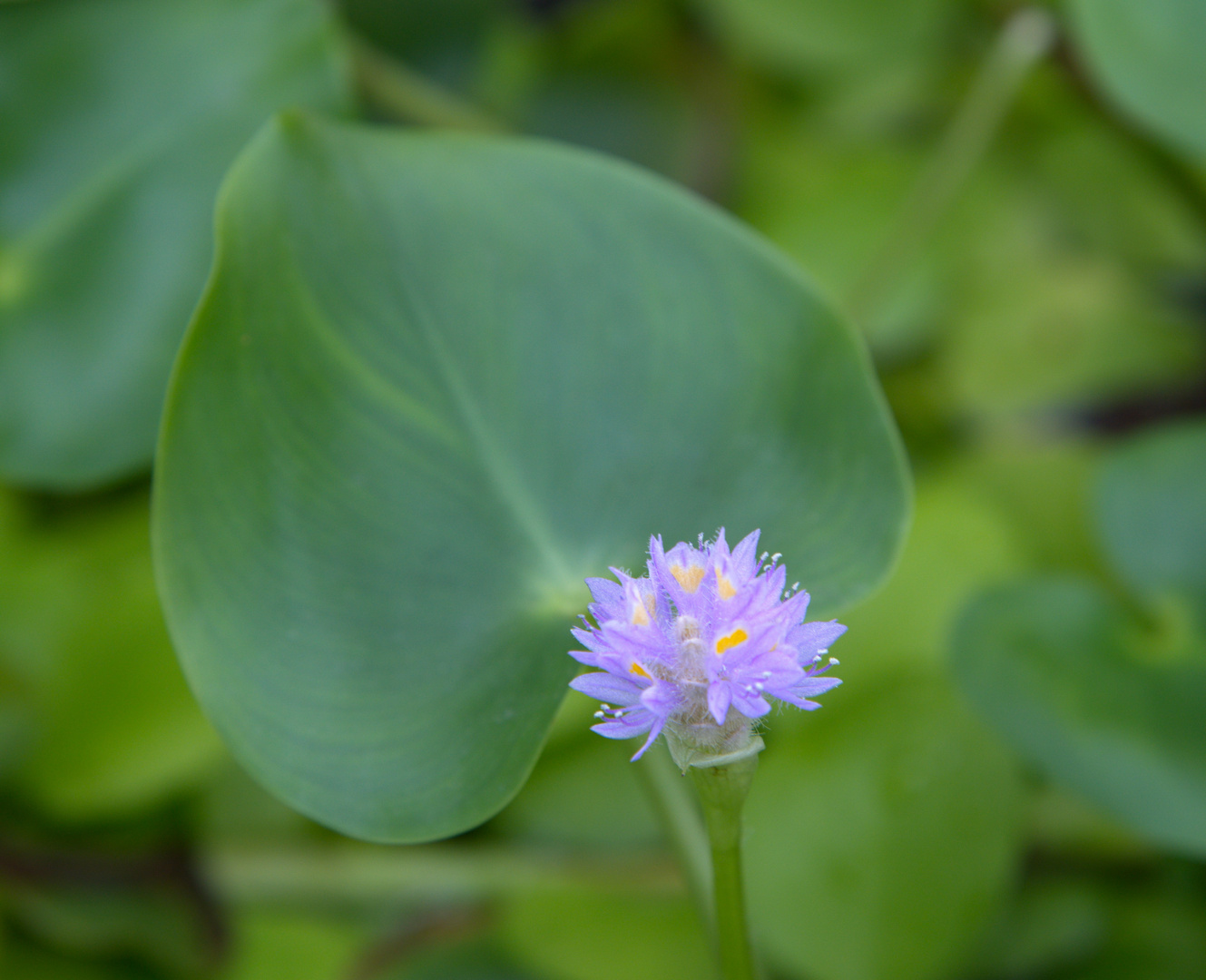 im botanischen Garten