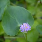 im botanischen Garten