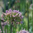 Im Botanischen Garten der HHU Düsseldorf