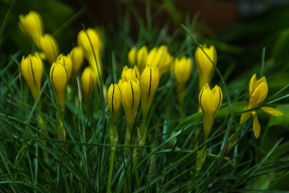 Im Botanischen Garten der Uni Basel 01