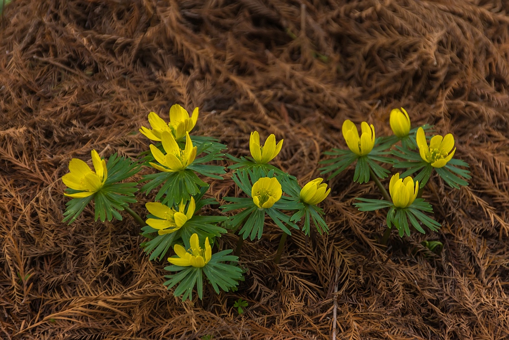 Im Botanischen Garten der Uni Basel 02 Foto & Bild | europe, schweiz