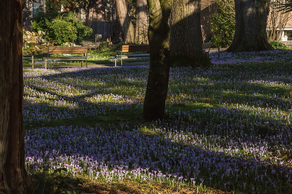 Im Botanischen Garten der Uni Basel 04