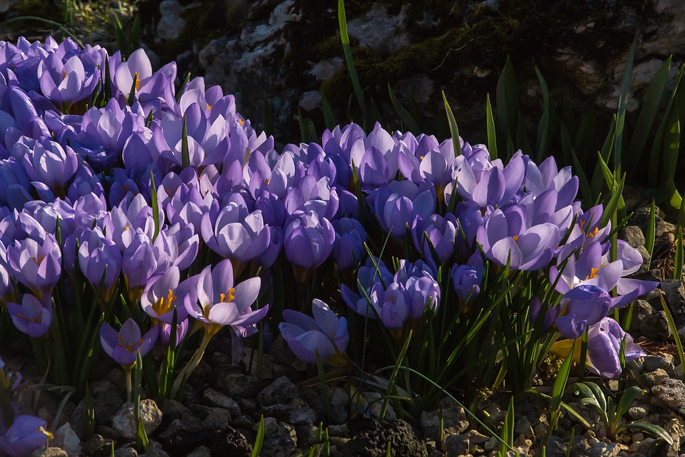 Im Botanischen Garten der Uni Basel 05