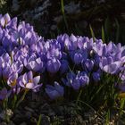 Im Botanischen Garten der Uni Basel 05