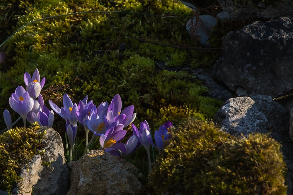 Im Botanischen Garten der Uni Basel 05