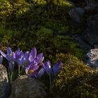 Im Botanischen Garten der Uni Basel 05