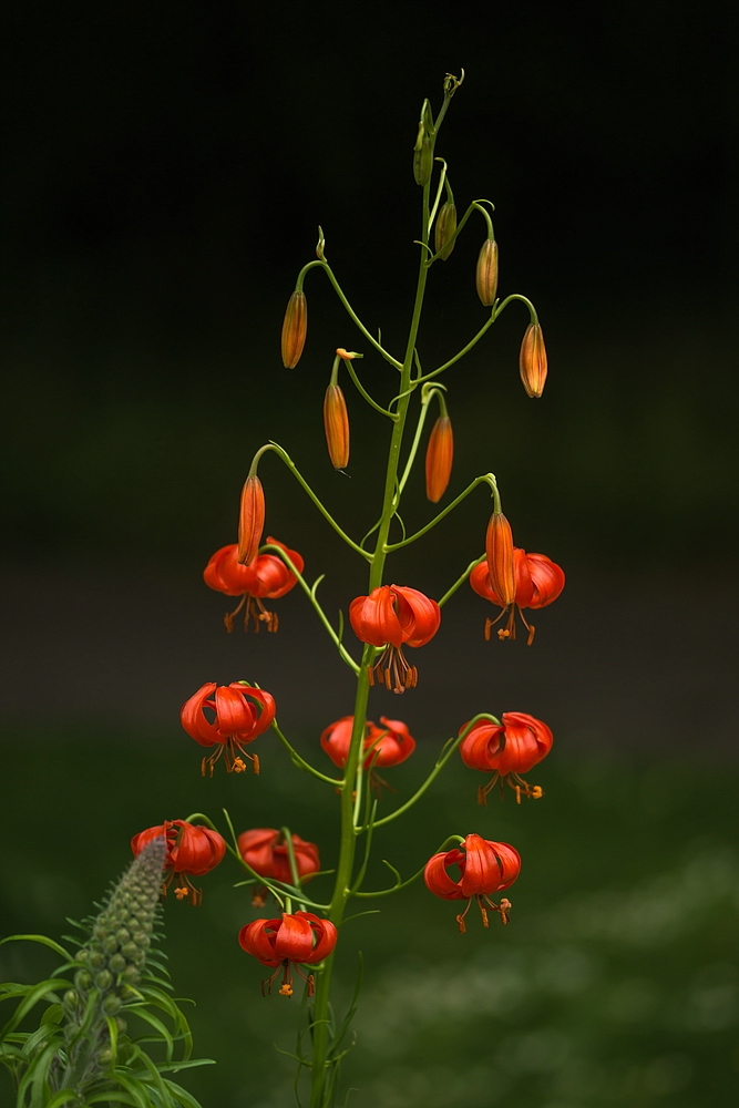 Im Botanischen Garten der Uni Basel 06