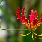 Im Botanischen Garten der Uni Basel 1