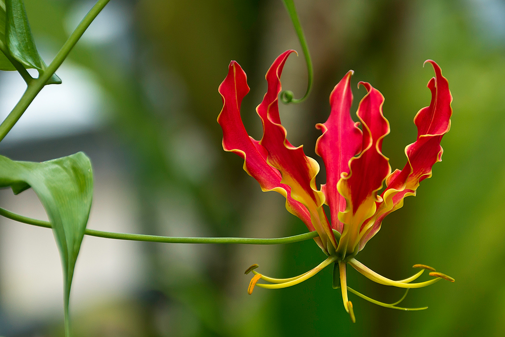 Im Botanischen Garten der Uni Basel 1