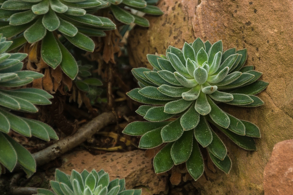 Im Botanischen Garten der Uni Basel