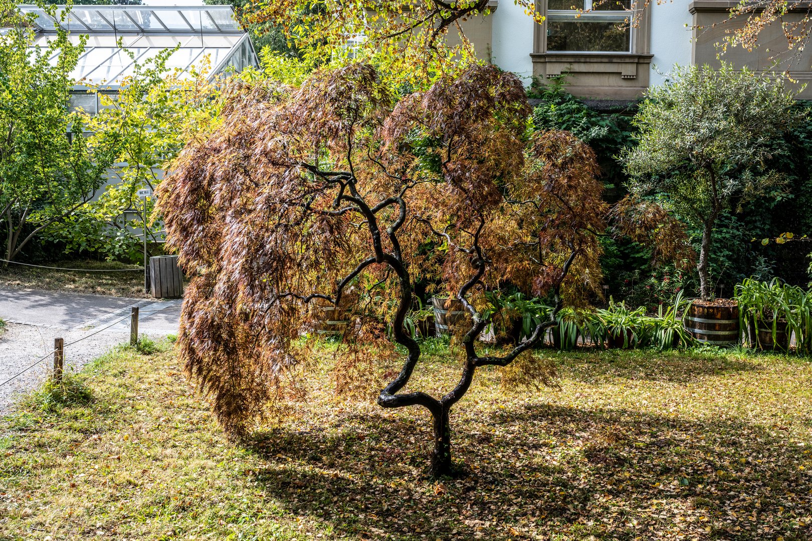 im botanischen Garten - DSC_0225