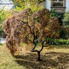 im botanischen Garten - DSC_0225