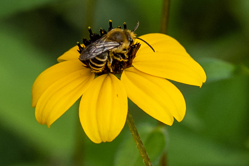 im botanischen Garten-DSC_0699