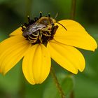 im botanischen Garten-DSC_0699