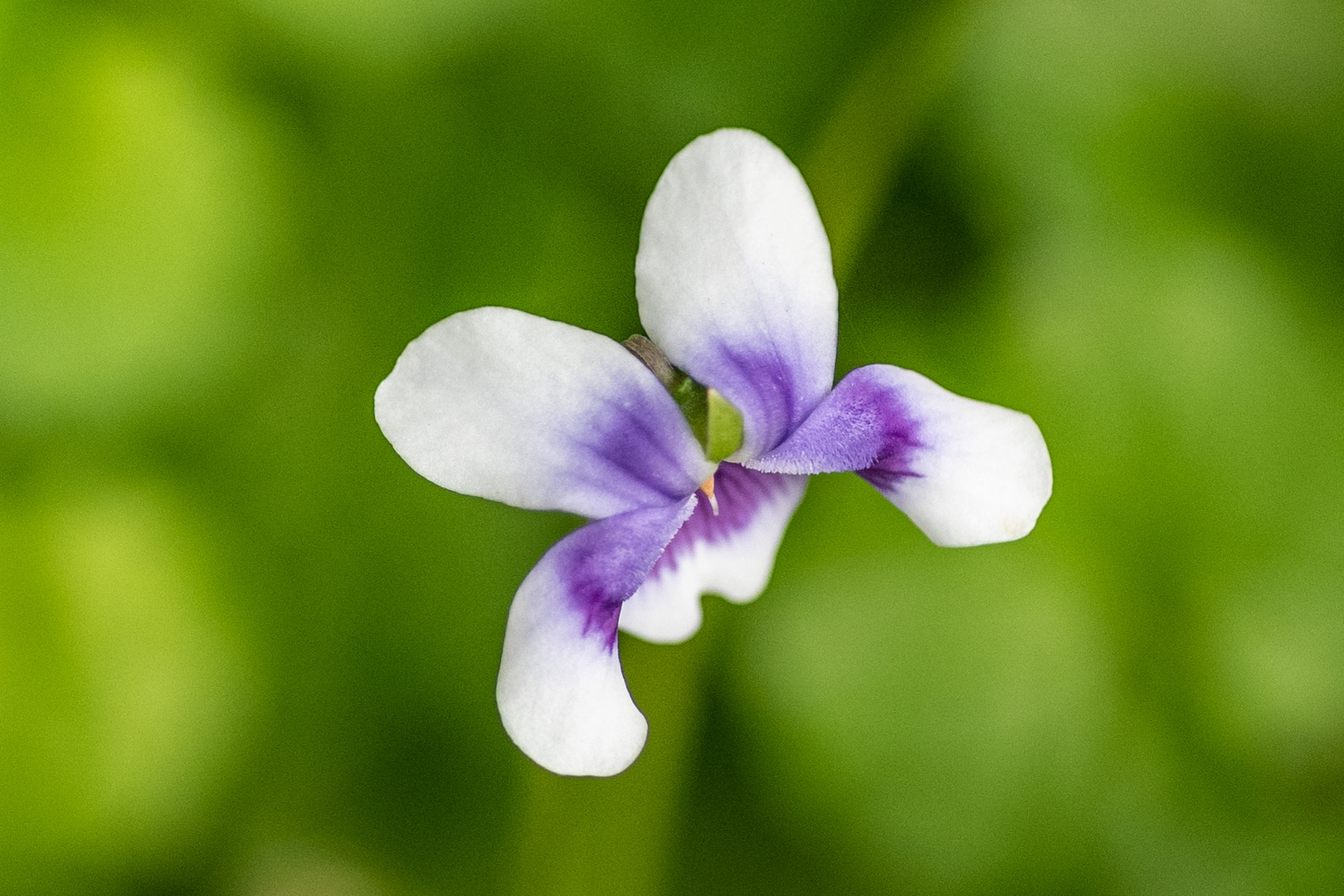 im botanischen Garten - DSC_0741