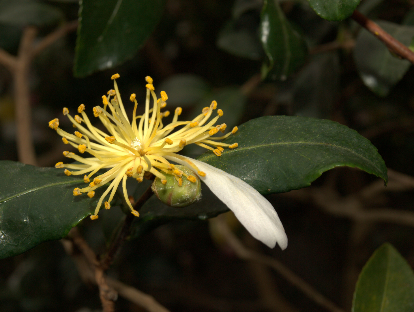 im botanischen Garten