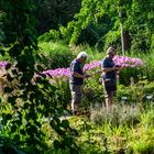 im botanischen Garten