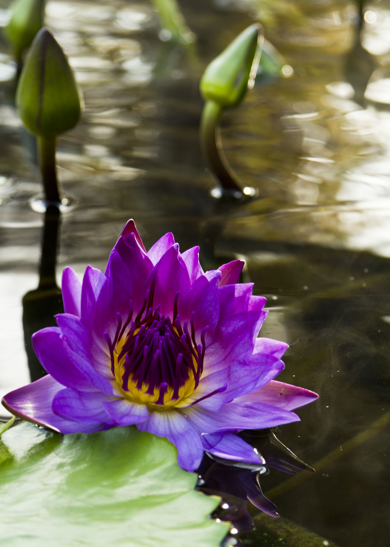 Im Botanischen Garten