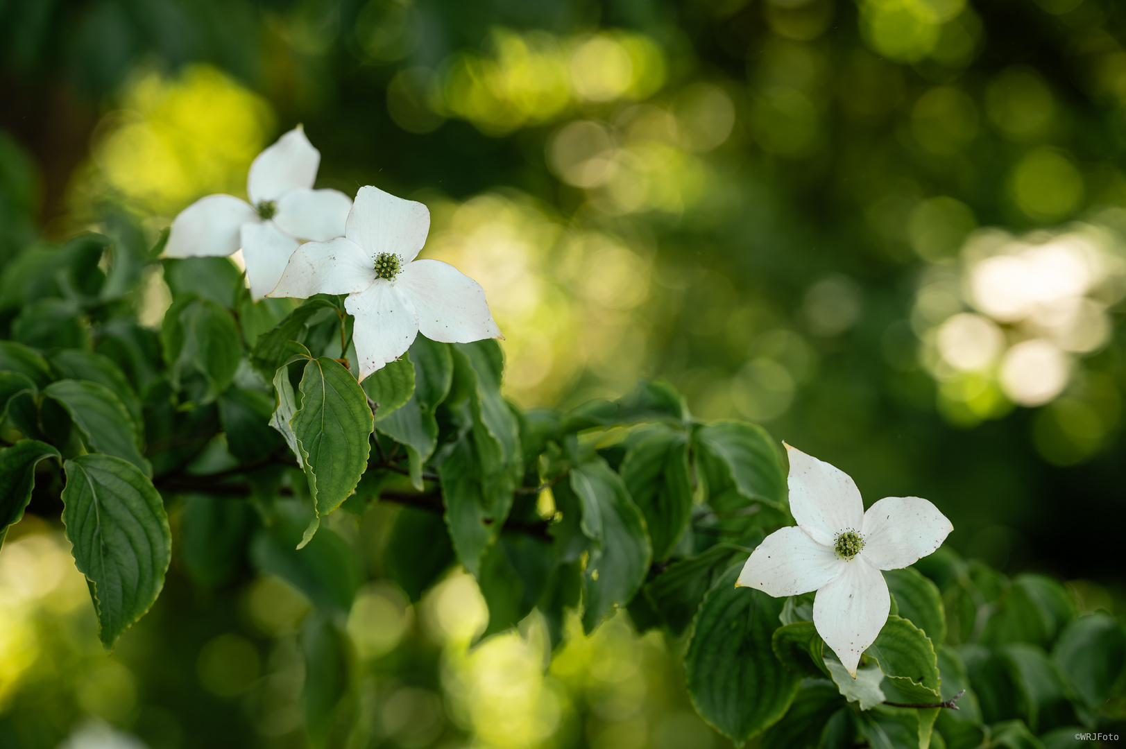 Im Botanischen Garten entdeckt