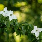 Im Botanischen Garten entdeckt