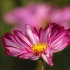 im botanischen Garten entdeckt