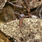 Im Botanischen Garten erwischt