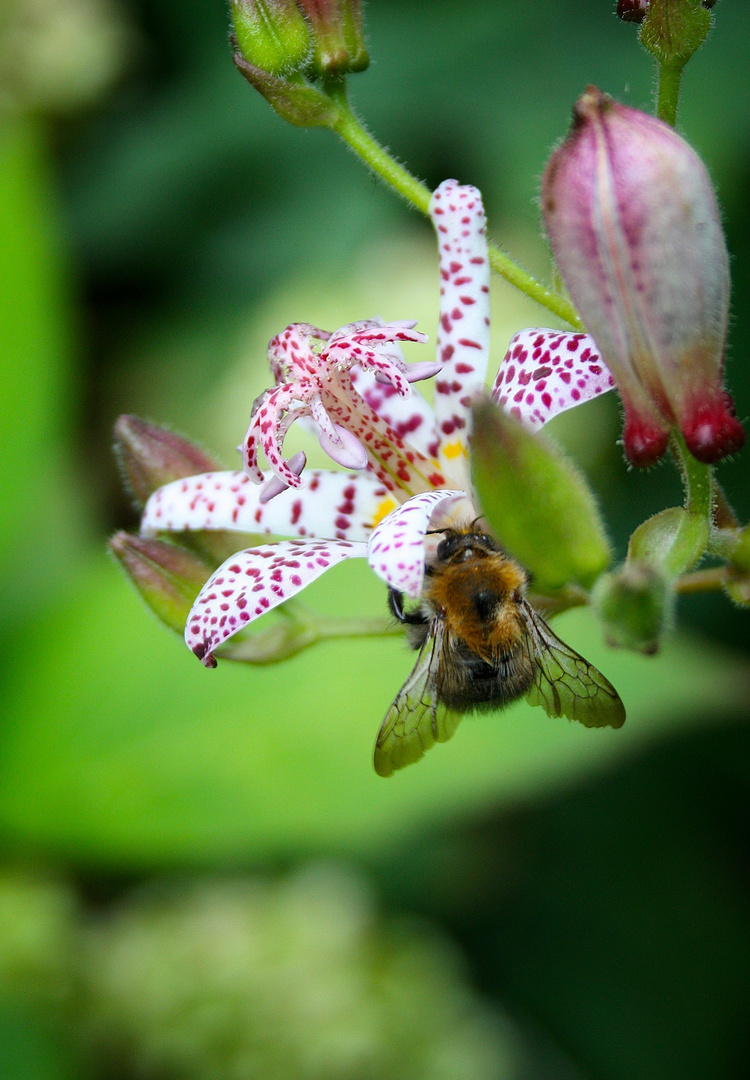 Im botanischen Garten