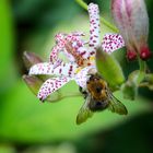 Im botanischen Garten