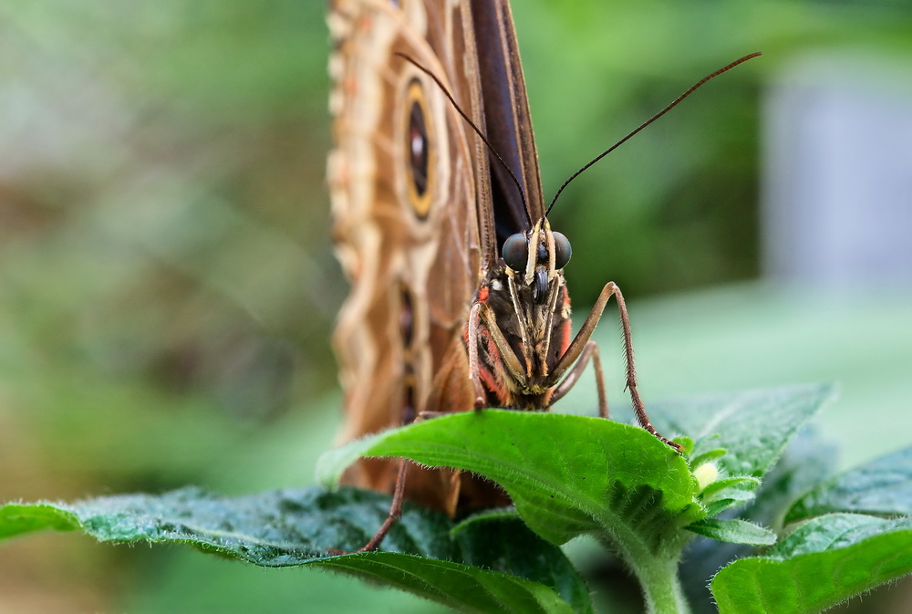 Im Botanischen Garten fliegen sie schon wieder, die Bananenfalter