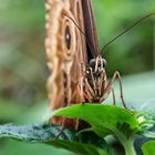 Im Botanischen Garten fliegen sie schon wieder, die Bananenfalter