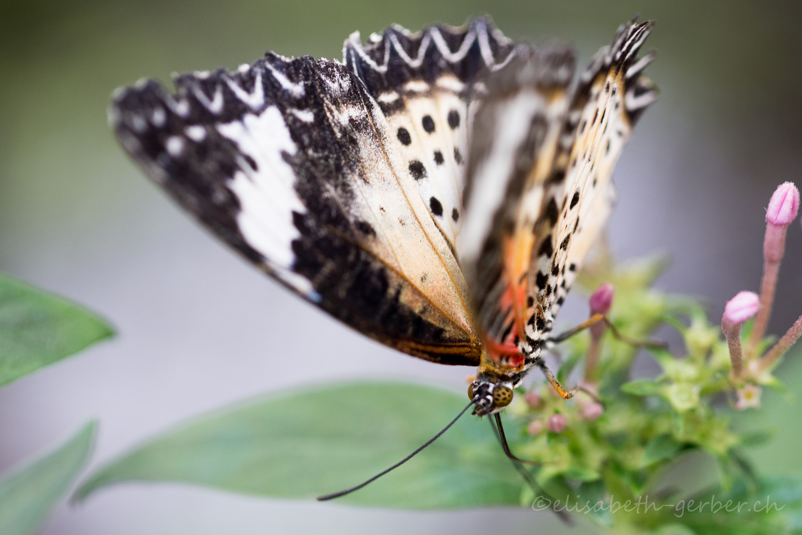 Im Botanischen Garten gesehen