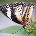 Im Botanischen Garten gesehen