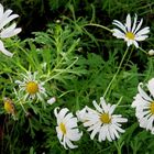 Im Botanischen Garten haben schon ein paar Pflanzen geblüht..