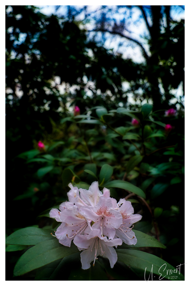 Im Botanischen Garten I