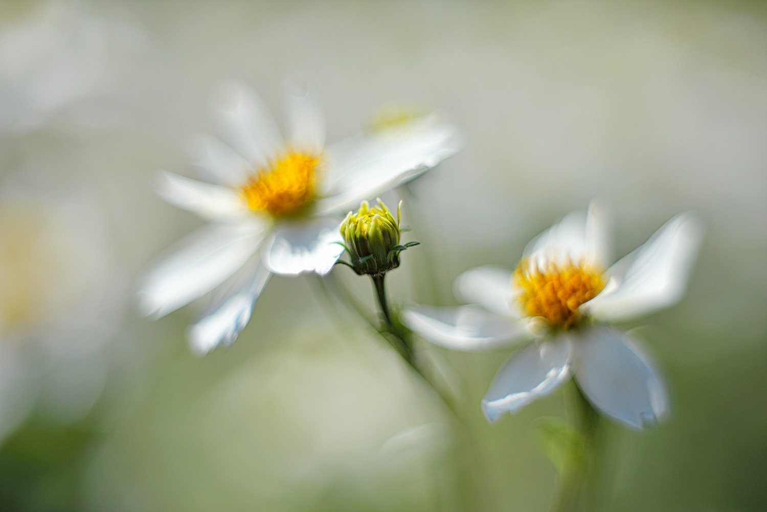 Im Botanischen Garten I.