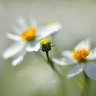 Im Botanischen Garten I.